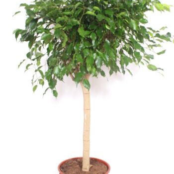 Ficus Exotica