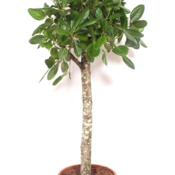 Ficus Benghalensis
