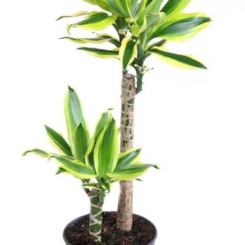 Dracaena Lemon Dream 30-10