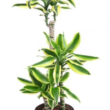 Dracaena Lemon Dream 60-30-15