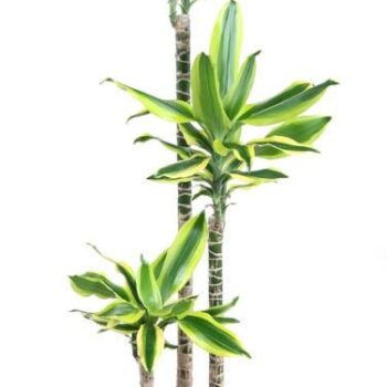 Dracaena Lemon Dream 90-60-30