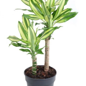 Dracaena Silver Dream 30-10
