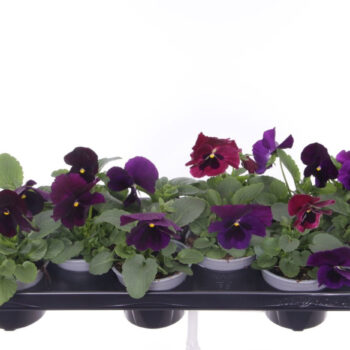 Viola witt. Colossus Purple with Blotch