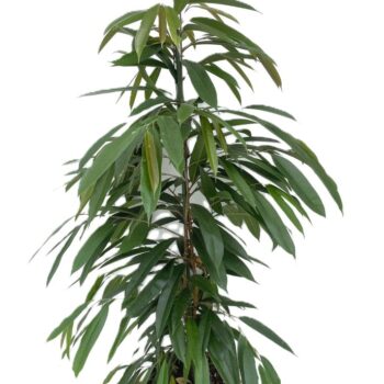 Ficus Binnendijkii 'Amstel King'