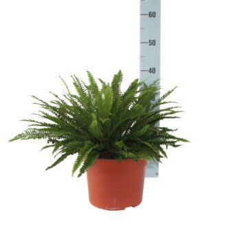 Blechnum Spicant (Winterhard)