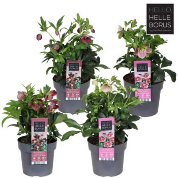 Helleborus orientalis mix tray P17