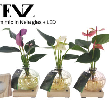 Anthurium mix in Nela 3 kleuren + LED - levertijd: 24 uur