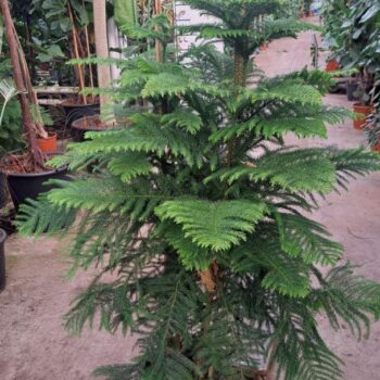 Araucaria 160