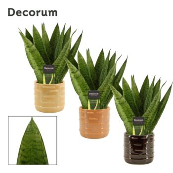 Sansevieria Zeylanica Fan 12 cm in Lois (Deco-collection)