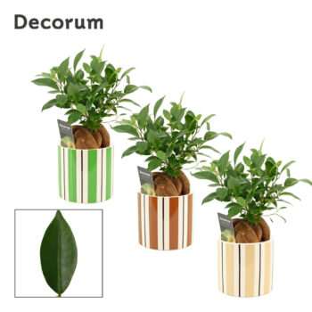 Ficus Ginseng 12 cm Retusa in Beau (Natural bubble-collection)