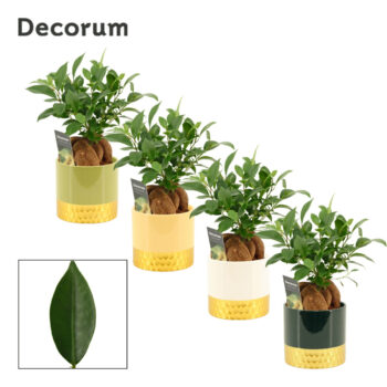Ficus Ginseng 12 cm Retusa in Frederique (Top blend-collection)