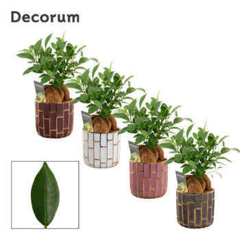 Ficus Ginseng 12 cm Retusa in Pascalle (Luxury world-collection)