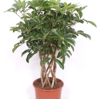 Schefflera arboricola 'Compacta'