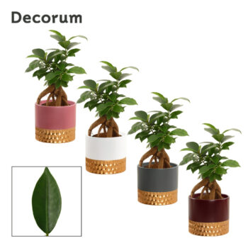 Ficus Ginseng 9 cm Retusa in Frederique (Rich love-collection)