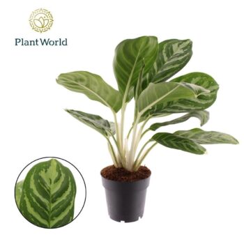 Aglaonema Legacy
