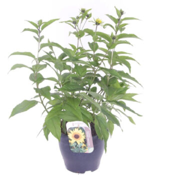 Helianthus Lemon Queen