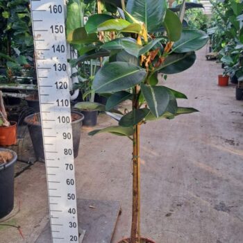 ficus robusta stam 180
