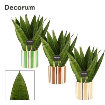 Sansevieria Zeylanica Fan 12 cm in Beau (Natural bubble-collecti