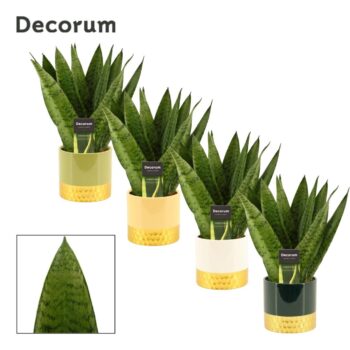 Sansevieria Zeylanica Fan 12 cm in Frederique (Top blend-collect