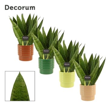 Sansevieria Zeylanica Fan 12 cm in Naemi (Natural bubble-collect