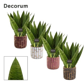 Sansevieria Zeylanica Fan 12 cm in Pascalle (Luxury world-collec