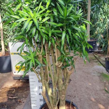 Dracaena Reflexa Song of jamaica 180