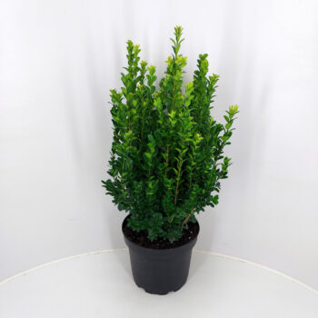 Buxus P23 (C5) struik 60-70cm (vers gepot)