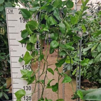 Epipremnum Marble Green hangplant