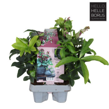 Helleborus orientalis 6-pack
