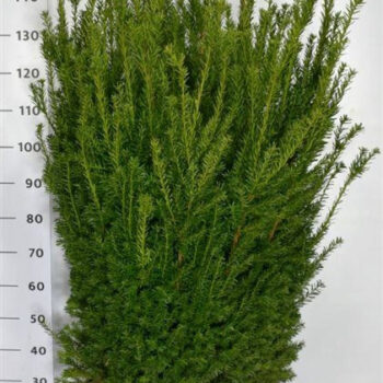 Taxus media 'Hillii'