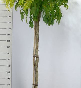 Wisteria formosa 'Issai'