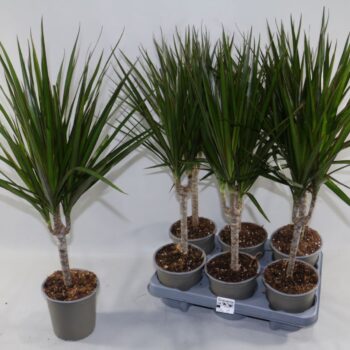 dracaena Magrinata Stam 3+ kop