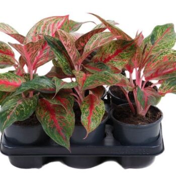 Aglaonema Lichee Red