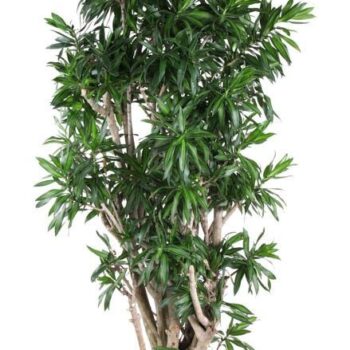 Dracaena Song Of Jamaica vertakt P40