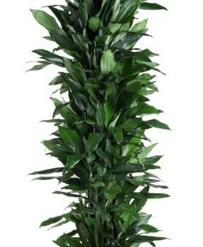 Dracaena Janet Lind vertakt P48