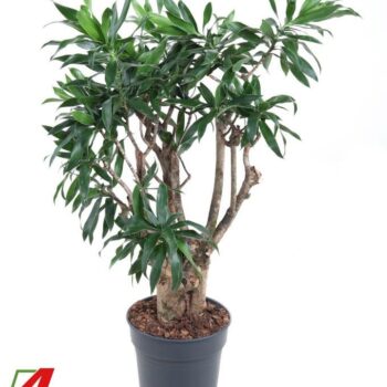 Dracaena Reflexa vertakt P24