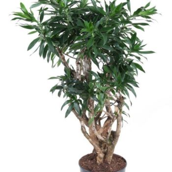 Dracaena Reflexa vertakt P27