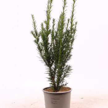 Taxus media 'Groenland'