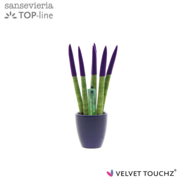 Sansevieria VELVET TOUCHZ® Paars in keramiek Osaka