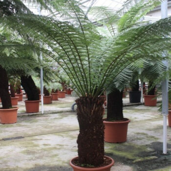 Dicksonia antarctica