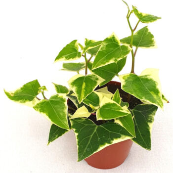 Senecio macroglossus Variegata