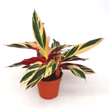 Stromanthe sanguinea'Triostar'