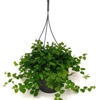 Ficus pumila 'Repens