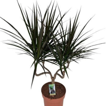 Dracaena Magenta kandelaar