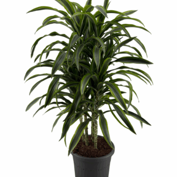 Dracaena Deremensis multi p40 / 150-170cm