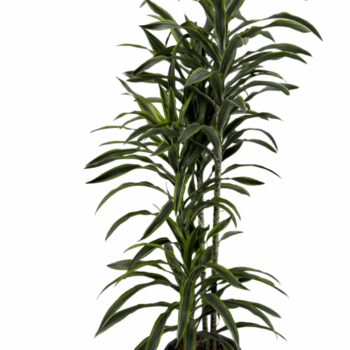 Dracaena Deremensis multi p40 / 210-240cm