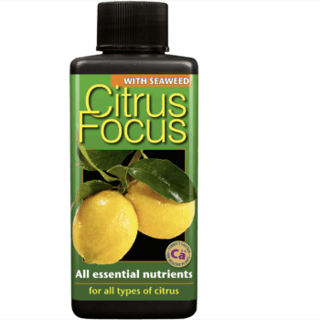 Citrus Focus 300 ml