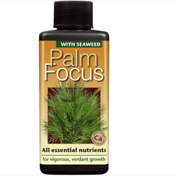 Palm Focus 1L